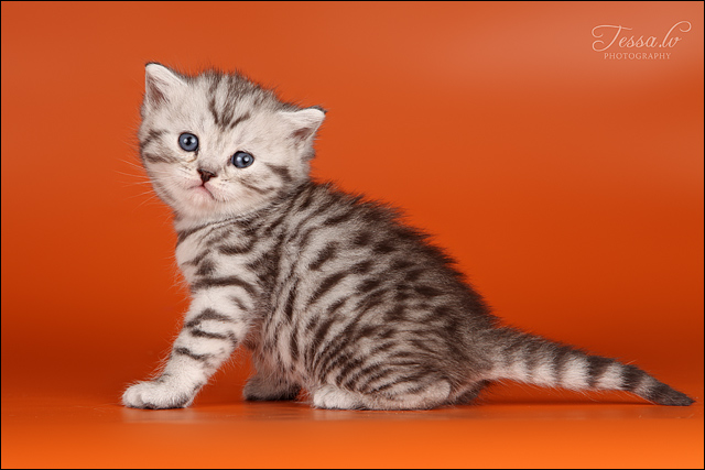 British Shorthair Back Silver Tabby Spotted