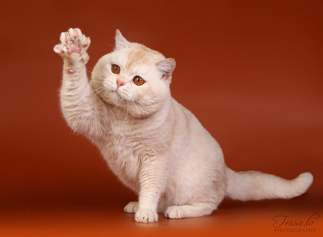 British Shorthair Red Silver Tabby Ticked