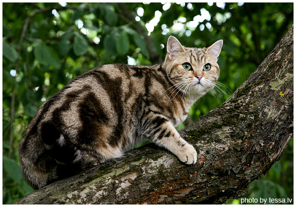 British Shorthair Golden Alisa of Pearl Cats Black golden tabby blotched BRI ny 22