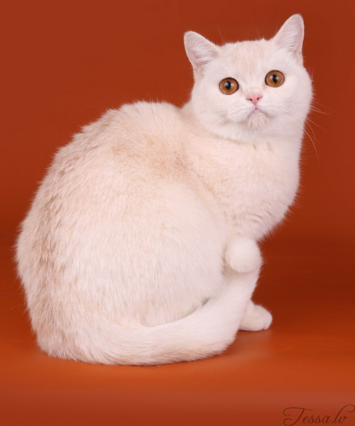 British Shorthair Cameo Luciana no Demetra Red silver shaded BRI ds 11